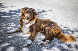 <strong>Unser geliebter Hofhund</strong><br>Lea