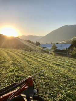 <strong>der Sonnenuntergang</strong><br>bei der Futtermaht