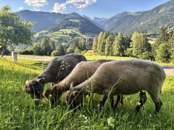 <strong>unsere Quessantschafe</strong><br>beim Fressen