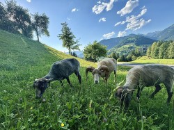 <strong>unsere Quessantschafe</strong><br>auf der Weide