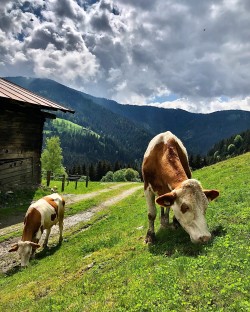 <strong>Die Kühe</strong><br>beim Weiden am Schrofgut