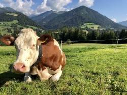 <strong>Die Kühe</strong><br>im Herbst am Vordersattlegghof