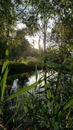 <strong>der Fischteich</strong><br>idyllisch mit Sonnenuntergang