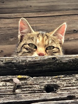 <strong>eine Katze</strong><br>versucht sich zu verstecken.
