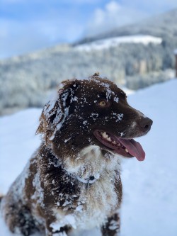 <strong>Auch unser Hofhund Lea</strong><br>genießt den Winter