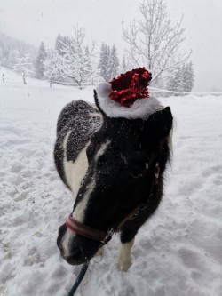 <strong>Auch die Tiere</strong><br>genießen mal die Kälte im Winter