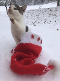 <strong>Und das Kätzchen</strong><br>ist in Weihnachtsstimmung 