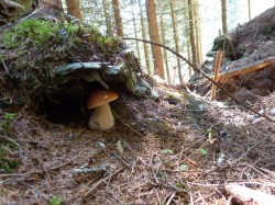 <strong>Ein Steinpilz - Fund</strong><br>Juhu!