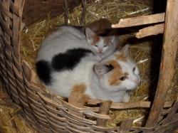 <strong>Unsere Katze</strong><br>Sam