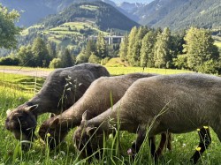 Unsere Qessantschafe