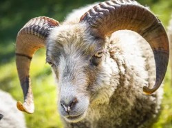 Quessantwidder