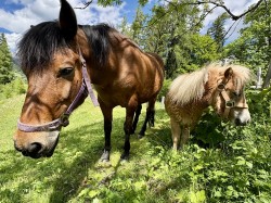 Reiten f&uuml;r Gro&szlig; und Klein