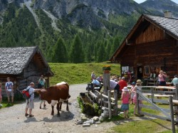 Viele bewirtschaftete Almen