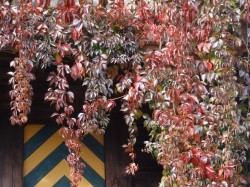 Im Herbst